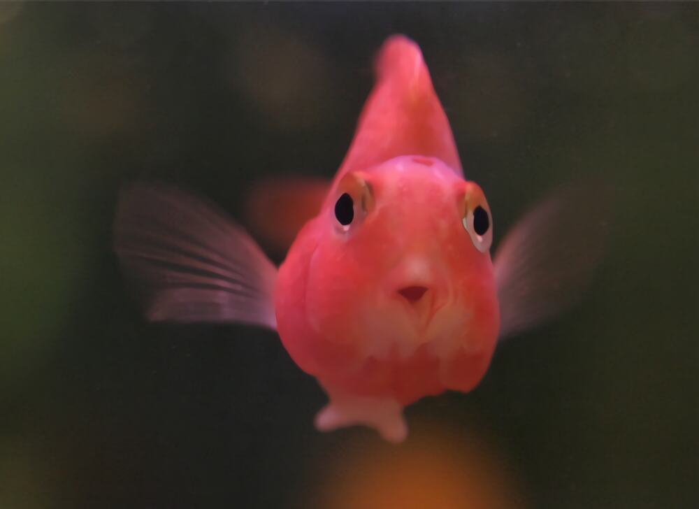 鹦鹉鱼身份信息