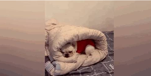 斗牛犬缩进被窝不出来,外面冷
