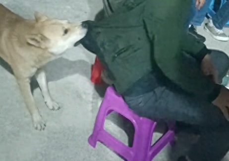 主人喝醉酒了,狗狗咬他的衣服往后拽:回家吧
