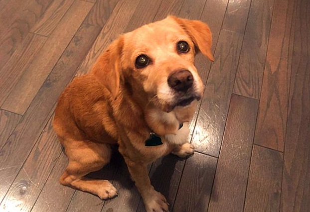 夜里房间门闭紧，第二天流浪犬却出現在家里，主人家搜索监控才知实情