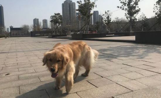 金毛昂首挺胸走在路上走,却看不见以往热闹,狗:人呢?