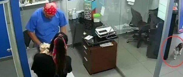 主人家带小狗去接种疫苗,猫咪认为狗哥被欺负,立即怀着医生咬