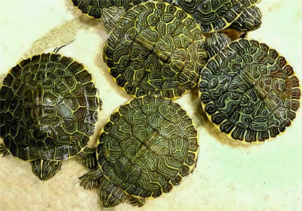 甜甜圈龟身份信息