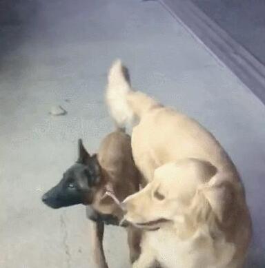 主人让金毛去照看马犬,金毛一脸不愿意,马犬:咋地,委屈你啦?