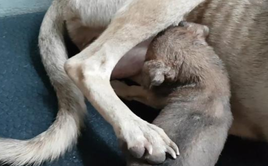 瘦到皮包骨的流浪狗妈妈，把食物让给小狗，还带好心人去看孩子