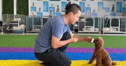 教狗狗递烟,只需这四步,既可听懂主人命令