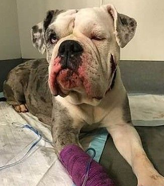 今日英国发生弃养狗事件 怀孕斗牛犬被遗弃公园
