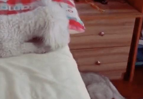 猫咪恶搞狗狗,竟趁狗狗睡觉时打狗狗