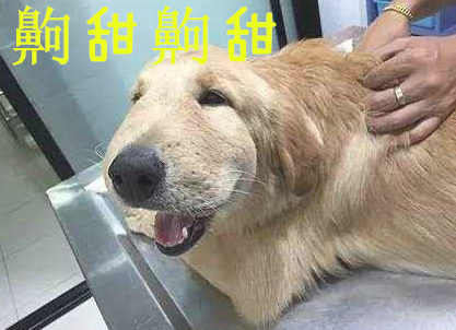 金毛狗狗吃完一口奶糖,小表情令人笑翻,金毛:齁甜齁甜滴!