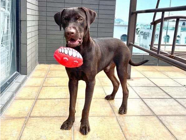 拉布拉多犬咬家具被丢弃,到新家后又咬充电线,结果再次被弃养