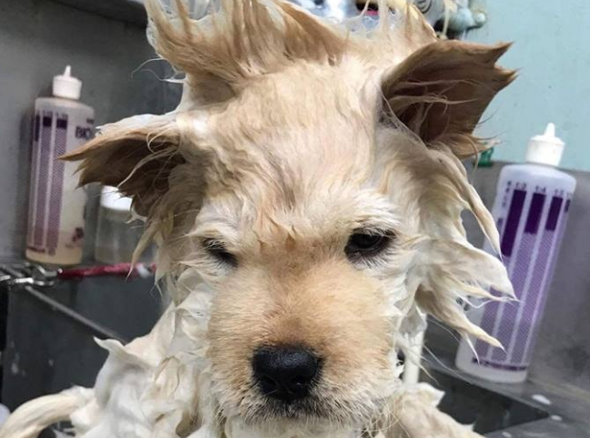 松狮犬太肥被取笑，冼澡后1秒破谣传，下场好尷尬！