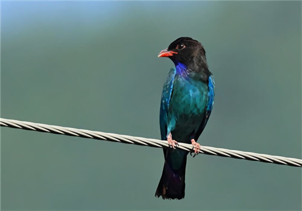 三宝鸟身份信息