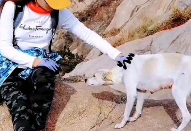 山中的流浪狗,靠登山者施舍艰难度日,费力讨好却没人愿意带走它