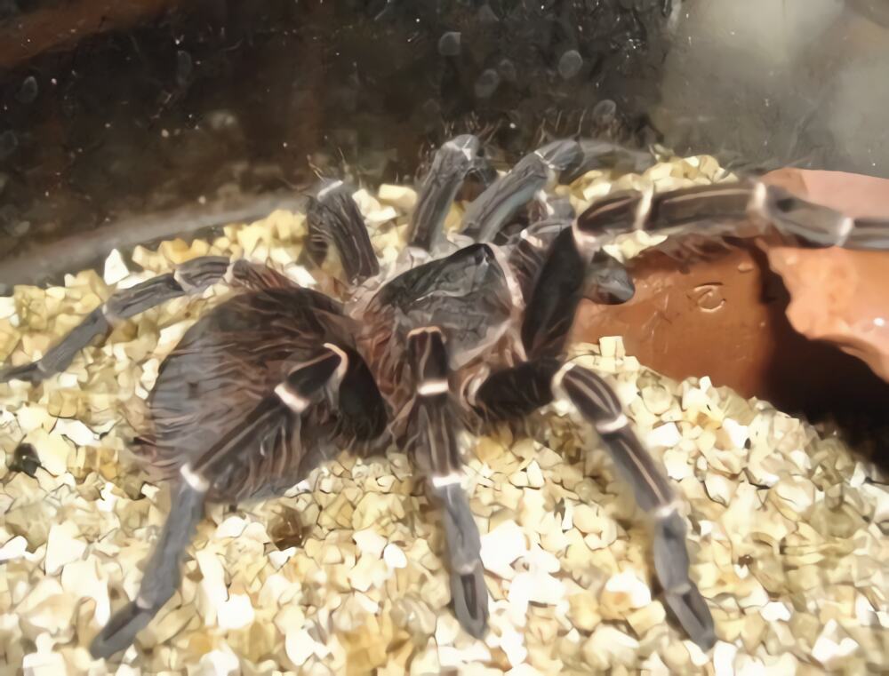 巴西橙间食鸟身份信息