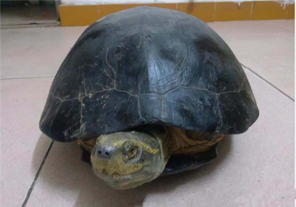 黄头庙龟身份信息