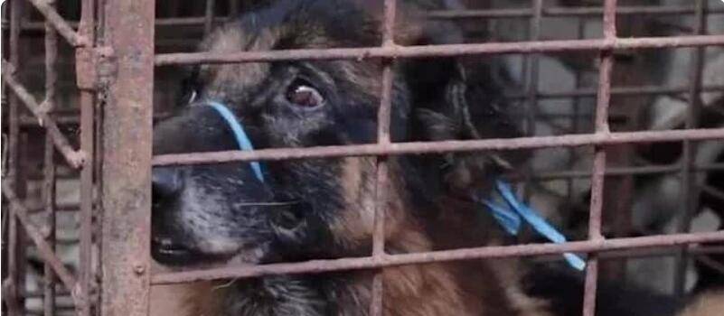 狗贩们虐杀宠物狗进行狗肉交易,是导致这里狂犬病蔓延的主要原因