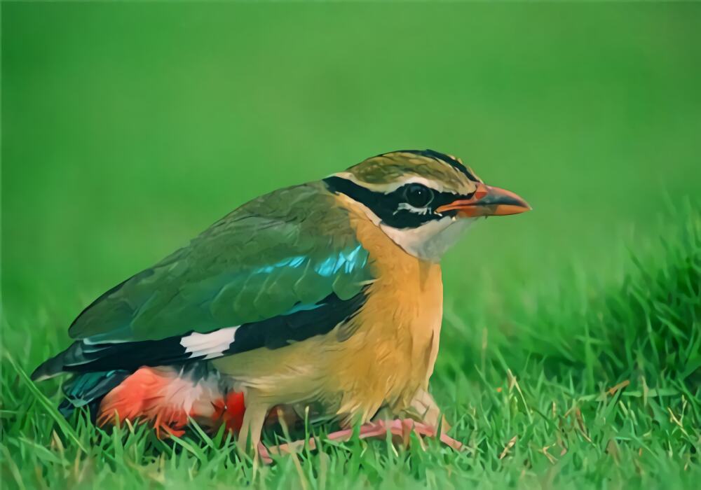 蓝翅八色鸫身份信息