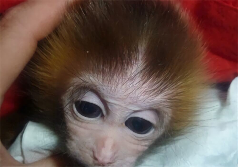 日本袖珍石猴身份信息