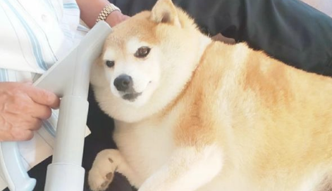 柴犬身体吃得太胖了,但脸却還是不大,它是哪个养猪大户的肉猪啊