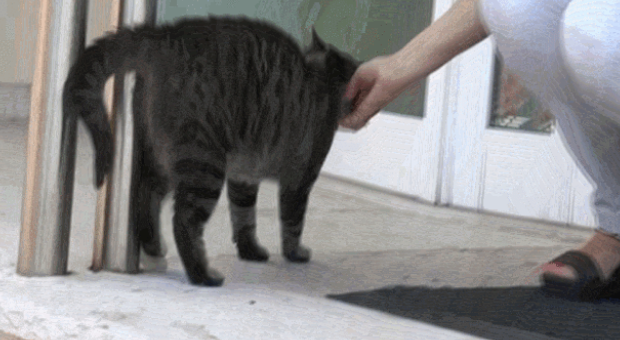 狗比猫忠诚?不知主人已去世,猫咪在医院门口守候数月