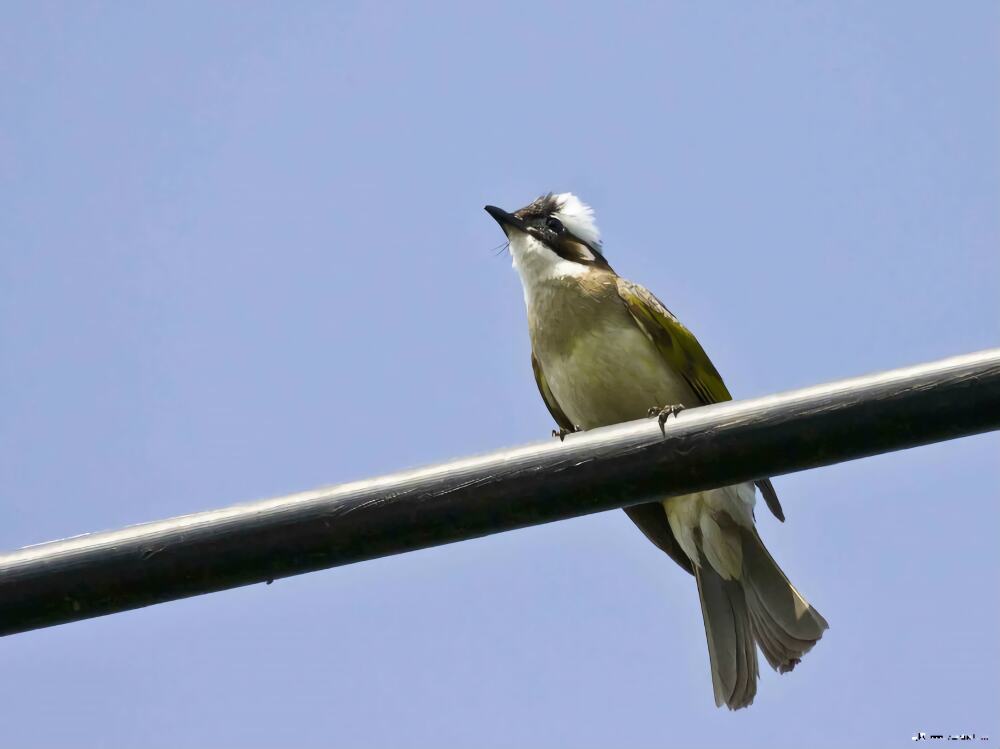白头鹎身份信息
