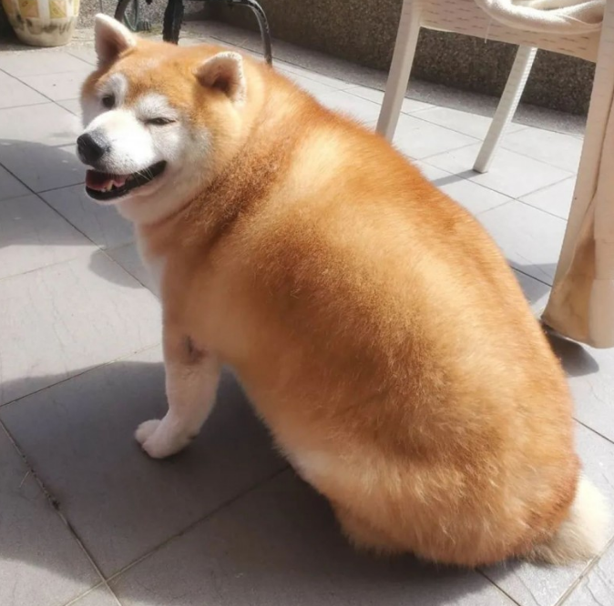 女子带柴犬外出散散步,却总被别人误以为是海象:这身型用心的吗?