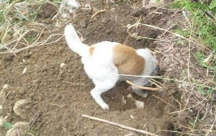 乡村土狗上山挖地洞,挖到一只小胖子家伙,让狗主人家乐得合不拢嘴