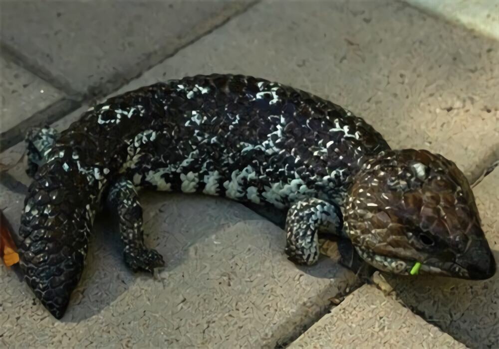 松果蜥身份信息