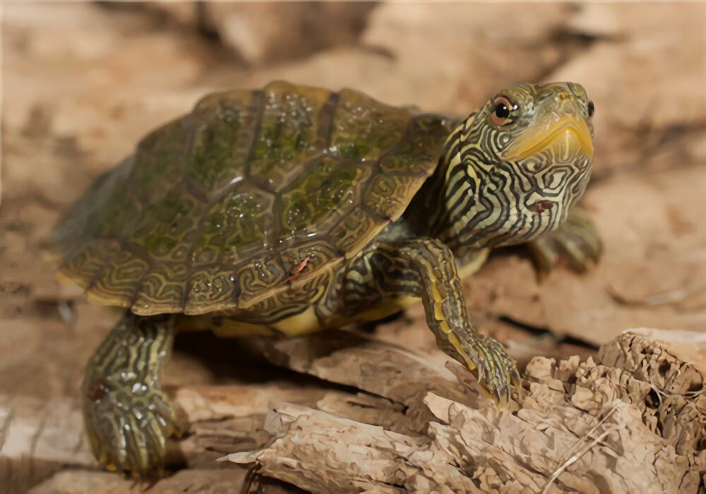 地图龟身份信息