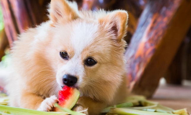 狗狗不能吃的20种蔬菜有哪些