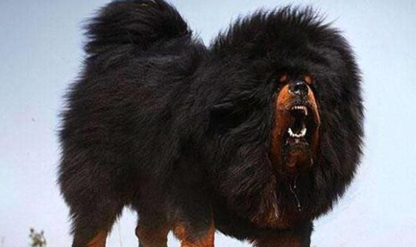 藏獒从獒王到流浪狗再到高原战獒,变化惊人