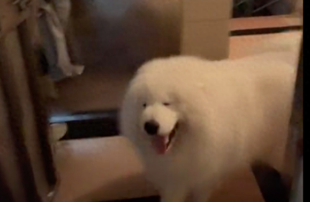 怕狗的朋友来家里做客,萨摩耶使劲往她身子上蹭