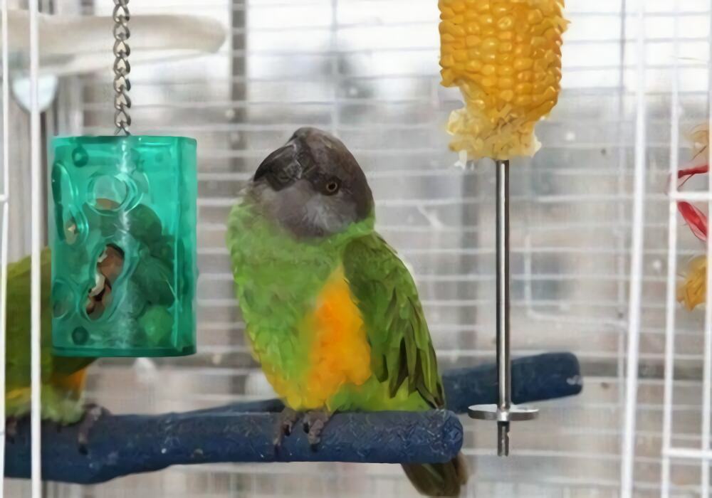 塞内加尔鹦鹉身份信息