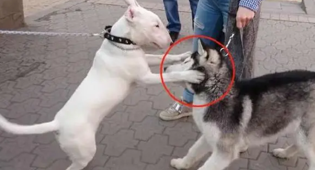 哈士奇在小区嚣张跋扈,经常欺负小型犬,遇到“狠角色”后。。
