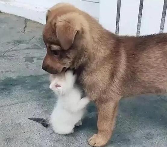 狗狗照顾新生奶猫,紧张到僵硬,直到被小爪子抱住了舌头!