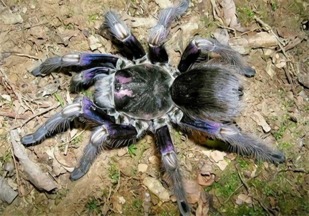 厄瓜多尔棕丝绒身份信息