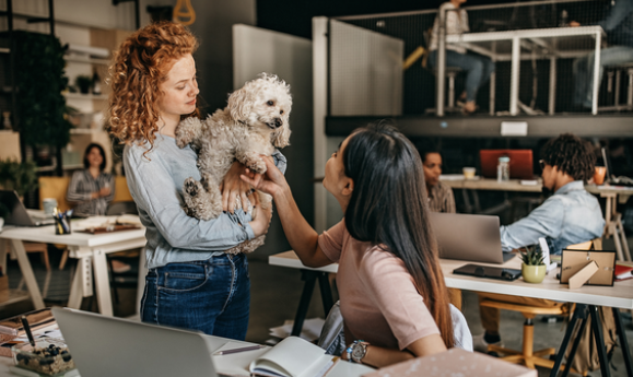 7半年狗宝宝送去培训学习，送至后竟未婚先孕生崽，痛心损坏铲屎官！