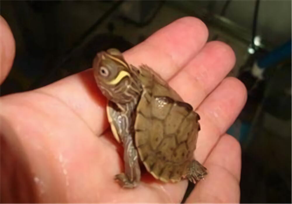 密西西比地图龟身份信息