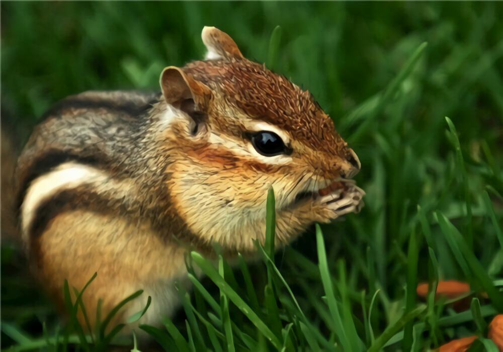 金花鼠身份信息