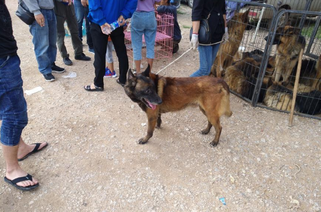 一只五岁的马犬商贩仅500元出售,男子却觉得价格高了!