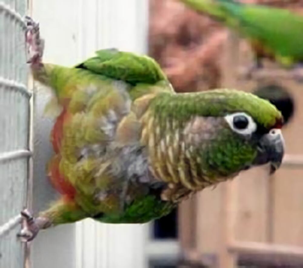 赤褐腹锥尾鹦鹉身份信息