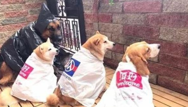 主人给狗子制做雨披,一套还比一套时尚潮流,德牧的女巫装最有趣