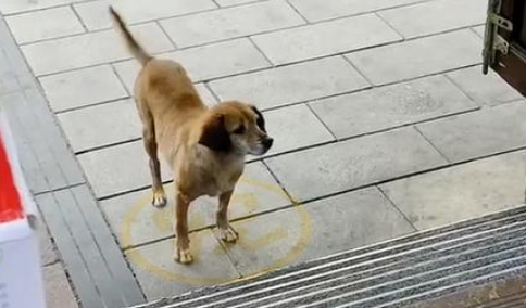 流浪老犬上门乞讨,面对食物不敢接受:我真的可以吃吗?