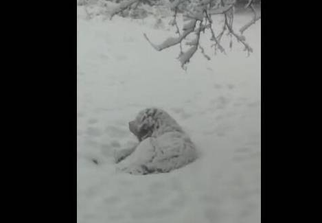 主人第二天找到走失的金毛，白白大雪让它冻成狗