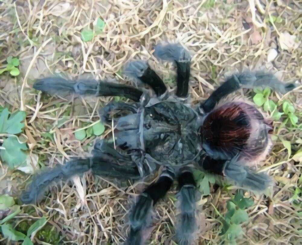 巴西红尾身份信息