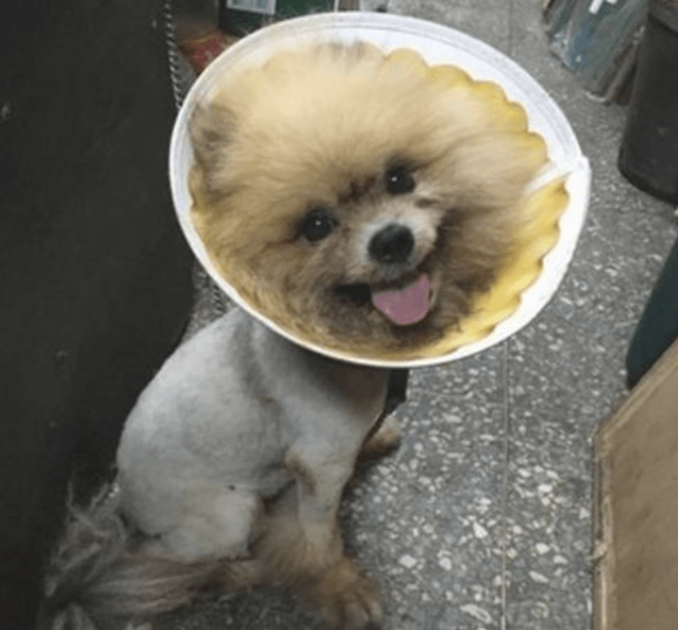 狗狗全身上下沾染不干净的东西,却不愿意冲澡,主人无可奈何下作出这件事情来!