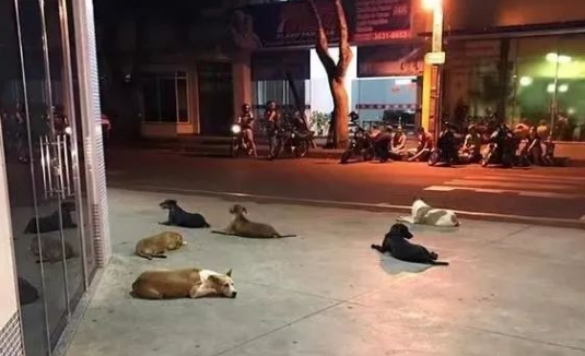 夜晚遛狗遭陌生男子数次搭讪,多亏流浪狗出面救了她一命!
