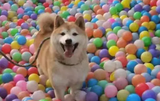 被第二次拍卖的柴犬登登:在等一个不会抛弃它的新主人