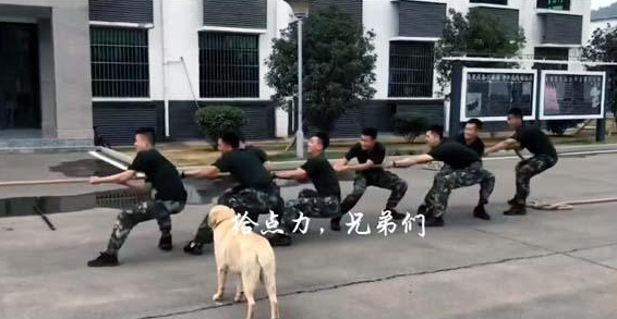 兵哥哥在拔河,狗狗也来帮忙,这样的胜利算不算作弊?