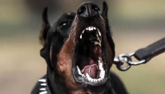 恶犬咬死8岁男童,悲剧原本可以避免